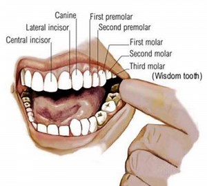 The Human Digestive System