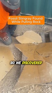 Not all fossils look perfect in the field. ⛏️ A good-sized fossil stingray that we discovered while pulling columns of rock down with the backhoe. A rock rolled down, broke open to reveal the end of a stingray tail including the barbs. It took several hours to extract the other pieces by hand which were in a zone of fractured rock. It was a puzzle but it can be repaired and hopefully will be a really nice specimen after many hours of professional preparation. | Fossil Lake Safari by FossilEra Ad