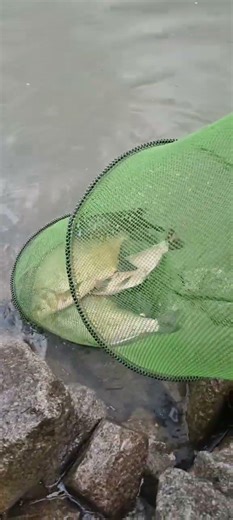 Angeln am Rhein #angel #fishing #feeder #feederfishing #fish