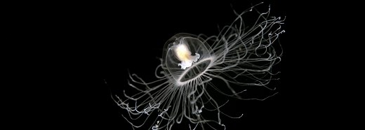 The animal that lives forever | BBC Earth