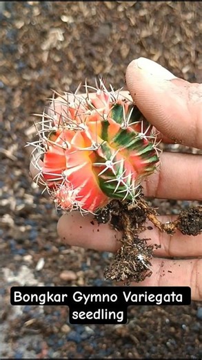 Unpacking Variegated Cactus Plants from Seed Sowing #aridzone #cactus #minicactus #variegatedplants