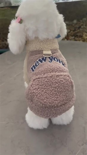 Pet’s Daily Lifeが贈る、New Yorkモードで日常を特別に。 #犬服 #愛犬コーデ #ペット #犬のいる暮らし #猫服