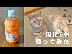 猫にEM菌使ってみた