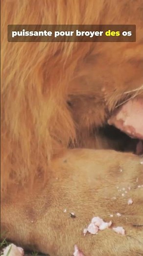 Le Glouton : le petit terreur du Grand Nord ❄️👹