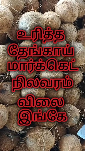 உரித்த தேங்காய் மார்க்கெட் விலை நிலவரம் | 20-03-2026 Perundurai Thengai Vilai | Coconut Wholesale
