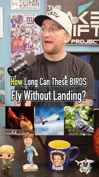 How Long Can These Birds Fly Without Landing?! #shorts #birds #animals #fly #guessinggame