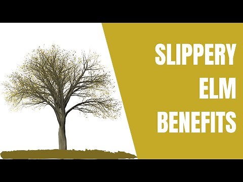 Discover the Amazing Benefits of Slippery Elm | Natural Health Lists
