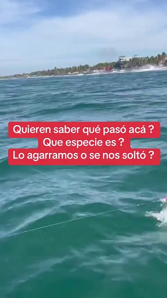 #DrAlvarado #wild_one_adventuresgt #pesca #pescaartesanal #pescado