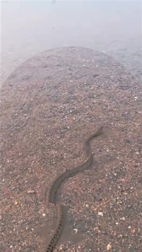 How to identify a snake