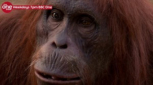 TONIGHT: You'll be rubbing your eyes in disbelief at the sight of an orang-utan sawing a piece of wood. No, we are not monkeying around....! 🙈 | The One Show