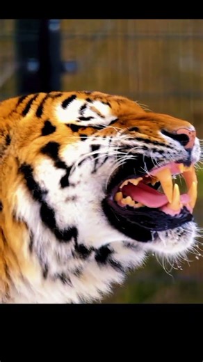 Silent Jungle Hunt 🐅🔥#viralvideo #animals #shorts #tiger