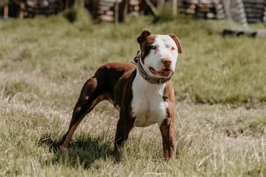 Indelicate Pit Bull Rescue CPT | 📍 Do your research before choosing a breed. Don’t fall in love with the look… and then complain about the dog once it grows into exactly... | Instagram