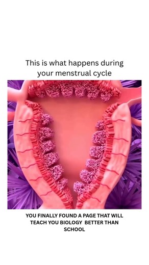 BIOLOGY | MEDICAL | HEALTH | Understanding Your Menstrual Cycle: What’s Happening, and ...The menstrual cycle involves four main phases: the menstrual phase, the... | Instagram