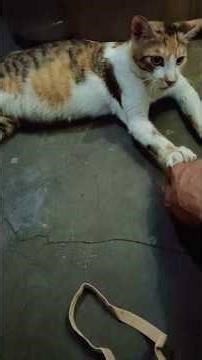 My cat goes crazy when she smells another cat.