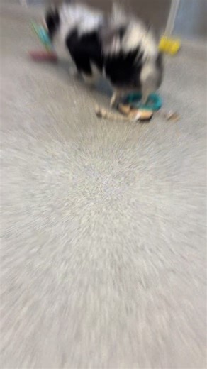 Bo and Murphy turned playtime into a joyful blur of bouncing paws and happy grins, chasing toys and each other like the yard was their personal festival of fun 🐾🎾 $10 #BoAndMurphy #PlaytimePups #EdmontonDogs #YEGPups #HappyCanine