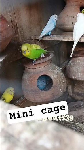 Happy Budgies Family 🐦 | Cute Parakeet Moments #budgies #birds #lovebirds