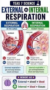 External vs Internal Respiration: What’s the Difference? | TEAS 7 Science