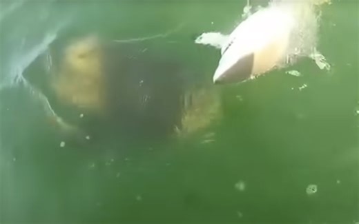 Goliath Grouper Swallows 4-Foot Shark Off The Coast Of Florida | Whiskey Riff