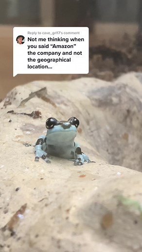 Sign of the Times: Amazon Milk Frog