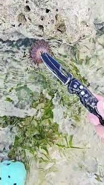 WEEKEND || SLOW BEACH DAY || SEASHELL HUNTING