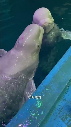 Dolphin Enjoys Fresh Fish | Ocean Feeding Time & Relaxing ASMR 🐬🐟