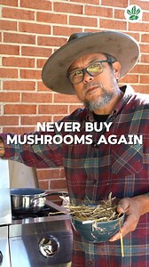 Grow your own mushrooms at home! 🍄✨ This easy DIY method will have you harvesting fresh, delicious mushrooms in no time. Perfect for small spaces and beginners! 🌱🏡 #DIYMushrooms #GrowYourOwnFruit #MushroomGrowing #HomeGardening #organicfarmingpractices #SustainableLiving, #indoorgardeningtips #mushroomlovers #GardeningHacks | Growing Healthy Food