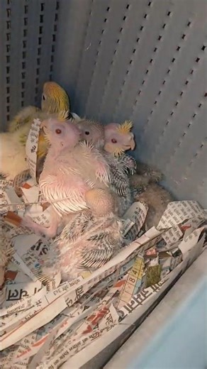 Cockatiel bird brooder # hand feeding Cockatiel baby #birds #shorts #brooder #hatching #yt #rohtak #
