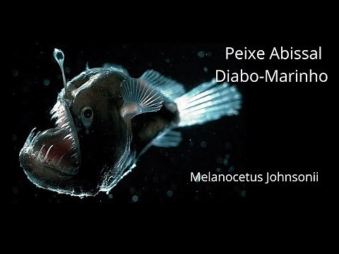 Curiosidades sobre o Peixe Diabo-Negro-Marinho - Melanocetus Johnsonii