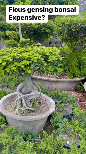 Ficus gensing bonsai ❤️ is expensive | AGP Nursery Farm