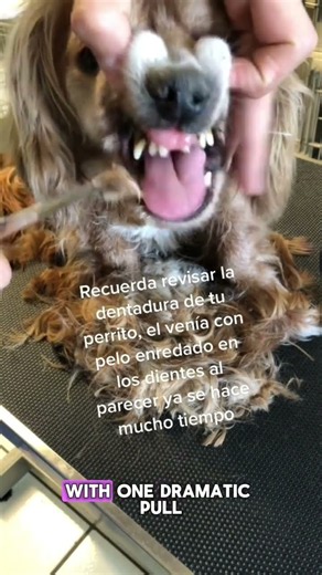 You Won’t Believe What Was Around His Teeth! #dogs #vet
