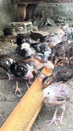 Elco princess GAMEFARM,breeding is my happiness #bossnolivlog #backyardbreeder #elcoprincessgf