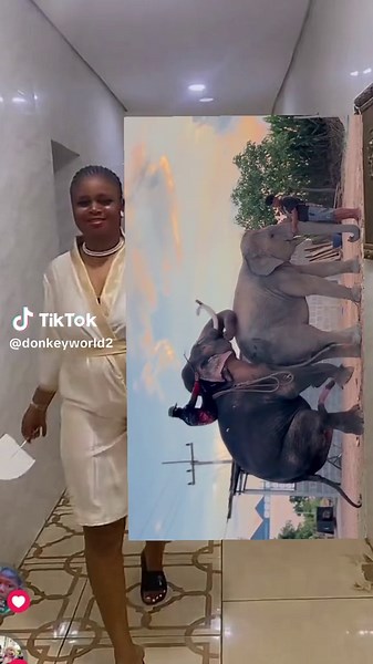 donkey world (@donkeyworld2)’s videos with original sound - donkey world