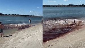 Shark Brutally Attacks Dolphin Near Shore, Leaves A Bloodbath Near The Sand | Whiskey Riff