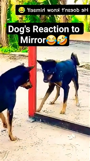 Top 10 Funniest Dog Mirror Reactions 😂🐶 | Ranked! #Shorts #dogsoftiktok #prank