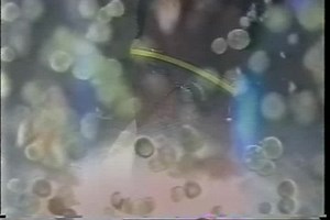 ▶️ Intimate Strangers: Unseen Life on Earth - Intimate Strangers Volume Three