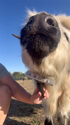 Is “brushing my cows” an acceptable response when asked what my hobbies are?! #hobbies #minicows #fluffy #cows #pets #hobbyfarm #homestead #ranchlife #goodlife #vibes | Tesch Hillside Ranch