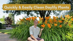 Cleaning daylilies for maximum growth and flowers