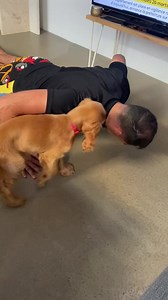 Never alone🥺😁 | Cocker spaniel puppies for adoption near me