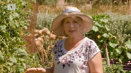 Tomato Russet Mite - Gardening Australia