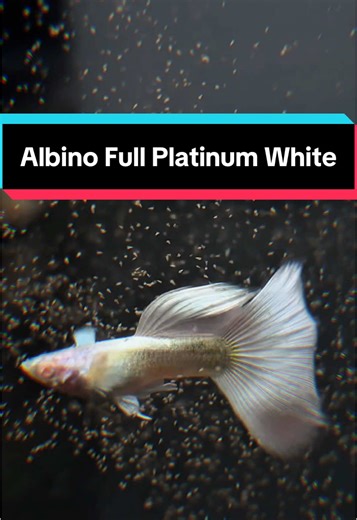 Albino Full Platinum White Guppy Care Guide