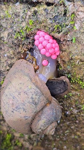 2. Snail Reproduction - Watch a Snail Lay Eggs