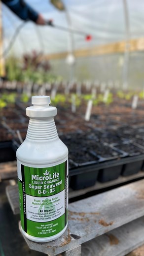 3.5K views · 84 reactions | Feeding My Spring Veggie Stars with @microlifefertilizer Super Seaweed! | Texas Garden Guy | Facebook