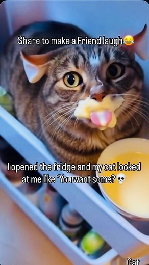 Caught the cat chillin’ in the fridge eating pudding… literally chillin..😭 Share this funny cat video and follow us for more! BETTER YET Follow our own ADVENTURE CATS on our homepage IG: Shiloh_and_Starr for their MAGIC TRICKS AND OUTDOOR ADVENTURES!💙 #cats #catstagram #cat #catsofinstagram #catlovers #catlover | Shiloh N Starr
