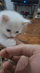 311K views · 8.8K reactions | العضاضة  تاني يوم علاج للعيون الملتهبة طابت وراقت اهم حاجة ان العلاج عايز صبر وحذر #cute #kitty #cat #cats #eyes #cure #علاج #عين #البسة #Egypt | Pets Finder Egypt | Facebook