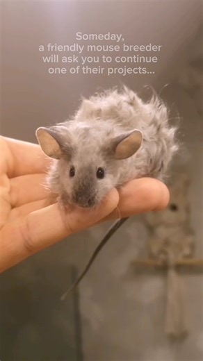 Mysigonek Rodentry on Instagram: "One decision that shaped my whole life... ❤️ I breed mice since 2019, I was 15 when I first started 🙈 6 years of cuteness, fluffy friends and tough lessons. It was all worth it tho ❤️ #mysz #myszy #mouse #mice #fancymouse #farbmäuse #maus #mäuse #pet #pets #petsagram #mousery #rodentsofinstagram #petmouse #animals #rodent #rodents #petsofinstagram #cute #fluffy #gryzoń #babymouse #babyanimals #pup #puppy #hamster #mousebreeder #мышь #rat #rats"