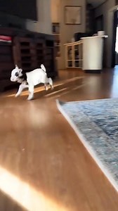 17K views · 243 reactions | Funny goat videos #funnymoments #funny #funnyvideo #fyp #viral #laughing #funnyvideos #goats #goat #funnygoat #funnyanimals #animalsoftiktok | IceBlueBird | Facebook