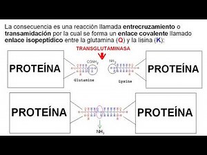 Principal reacción de la transglutaminasa: entrecruzamiento o transamidación FOTGCREN v1