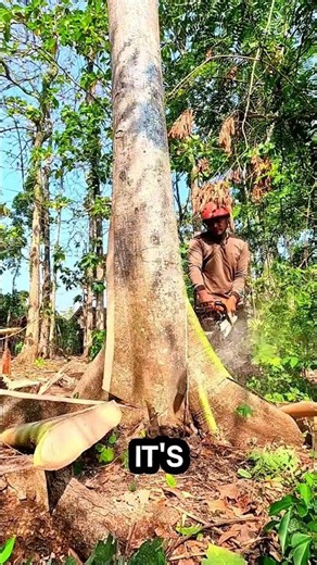 cutting trees like cutting cake #logging #sawblade #chainsaw #treecutting