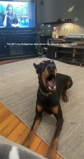 The shit my Doberman does for absolutely no reason when I’m already over stimulated. #teakettle #tempertatrum #doberman #attitude #fyp