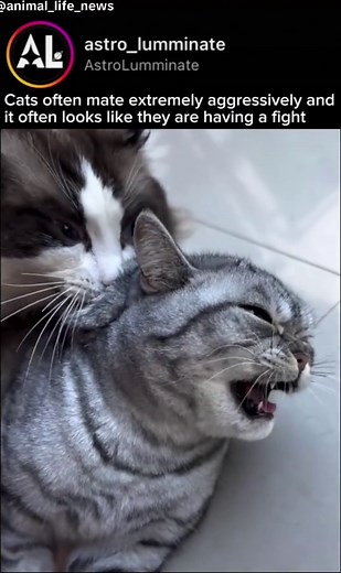 Understanding Cat Mating Behavior and Its Challenges